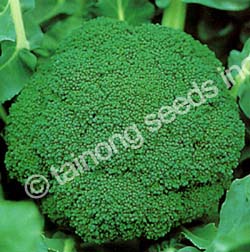 Broccoli Green Mountain