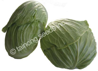 CabbageShoshudori2