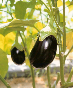 EggplantBlackKing