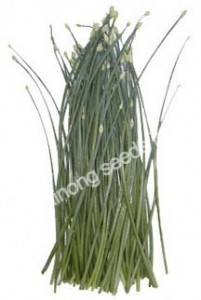 FlowerLeek