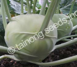 KohlrabiGreenBeauty