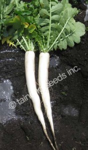 Radish 羅蔔 | Tainong Seeds Inc.