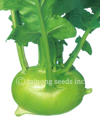 kohlrabiPeking copy