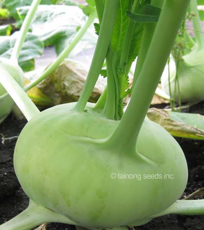 superstar kohlrabi