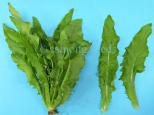 1-OZ A-Choy AA Cai seeds Taiwanese Sword Leaf Lettuce; 萵苣菜 AA菜 油麥菜 USA